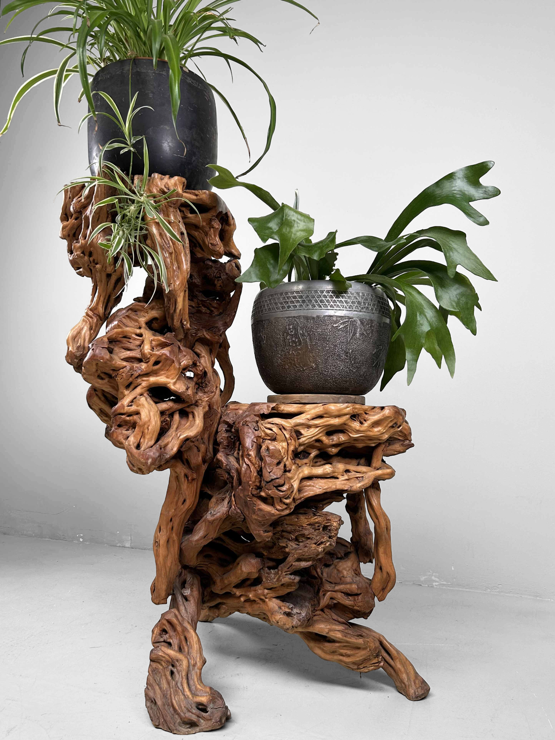Large Japanese Burl Root Wood Plant Stand, Taisho Era.