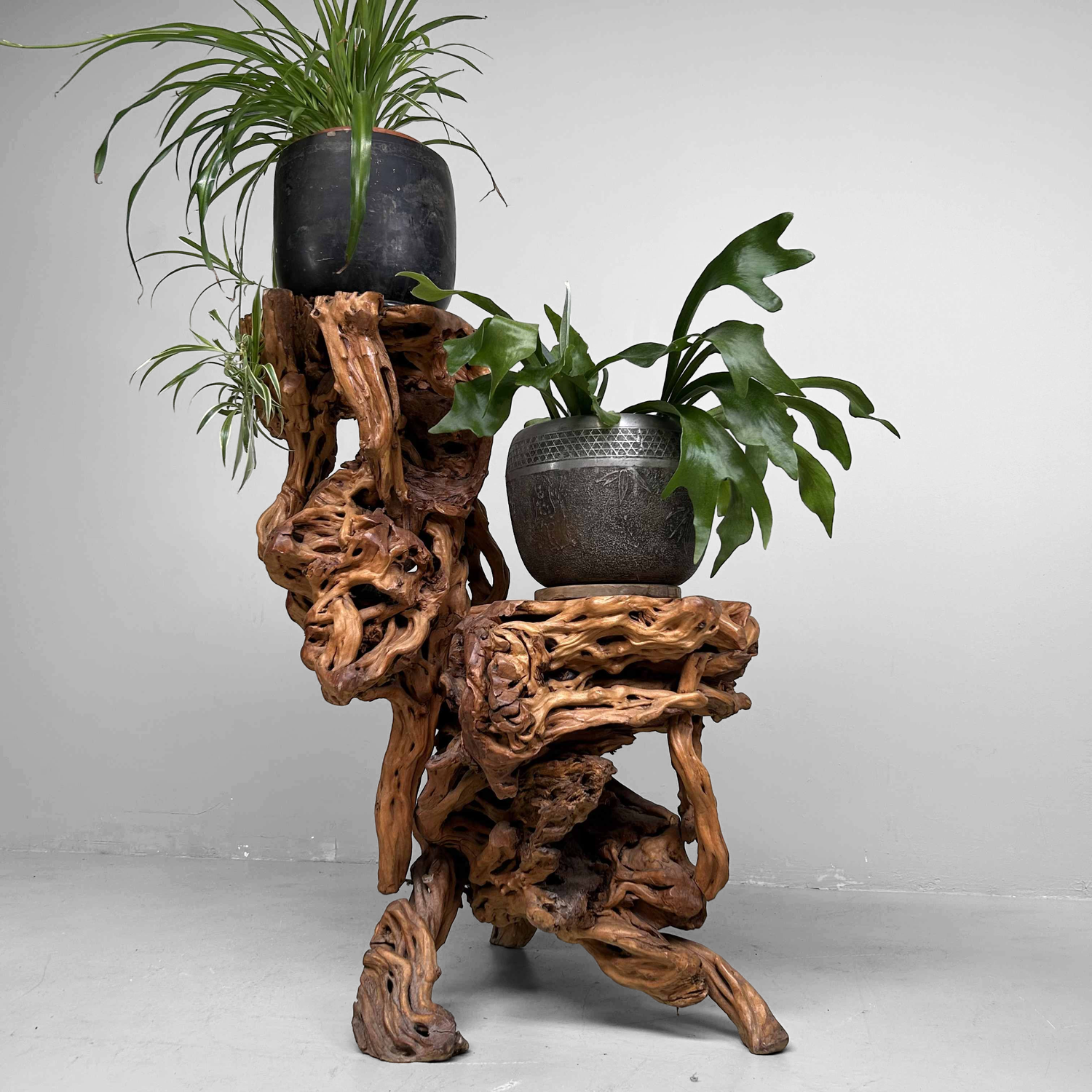 Large Japanese Burl Root Wood Plant Stand, Taisho Era.