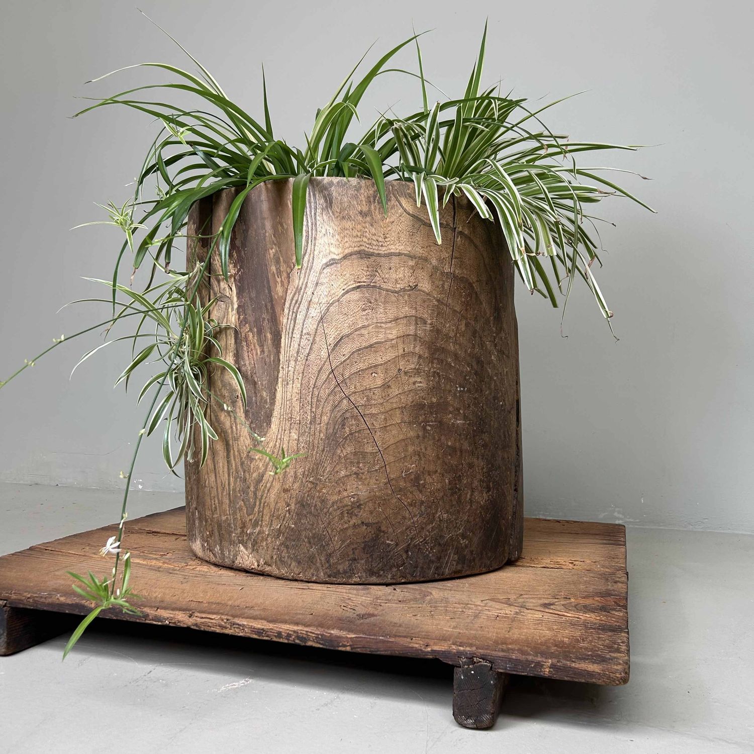 Japanese Mochi-Tsuki Usu, Antique Rice Mortar, late Meiji period.