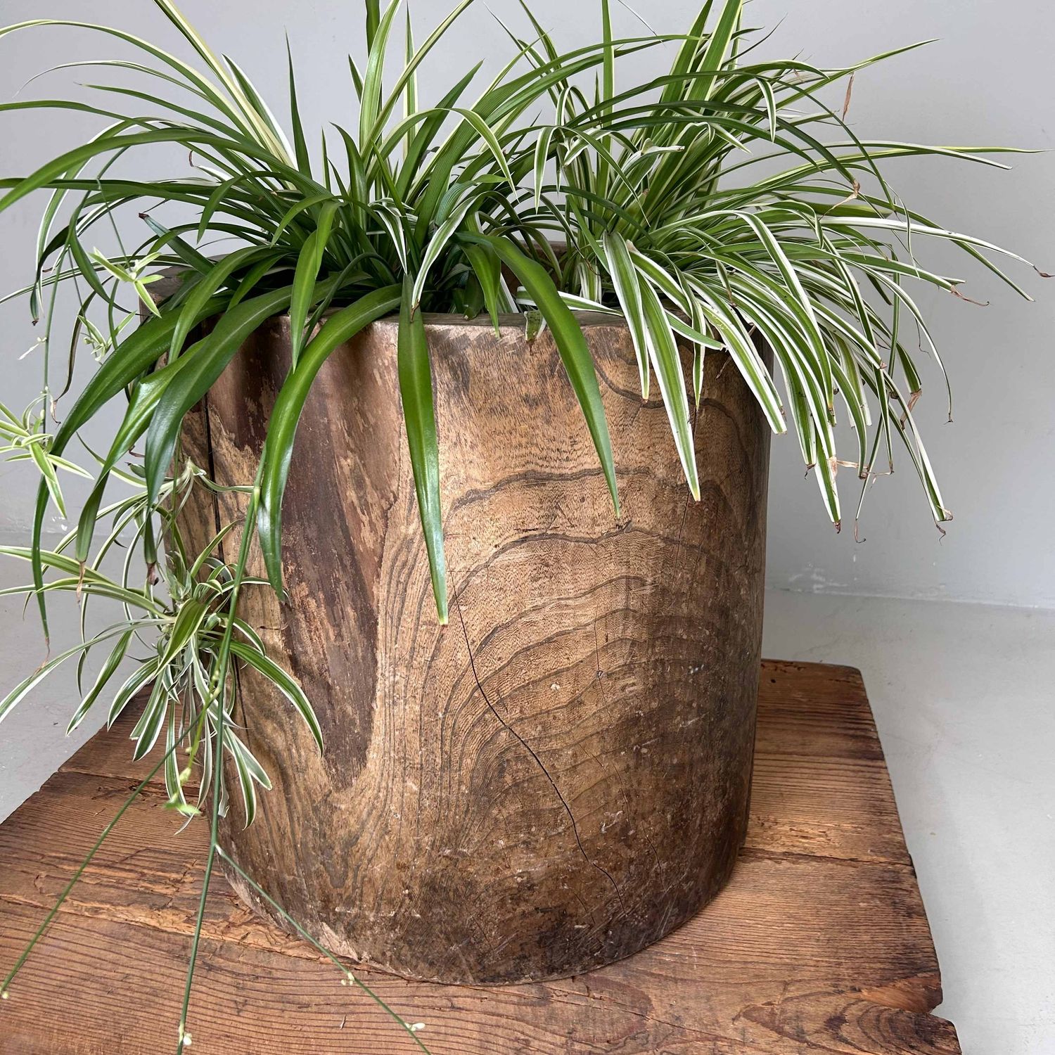 Japanese Mochi-Tsuki Usu, Antique Rice Mortar, late Meiji period.