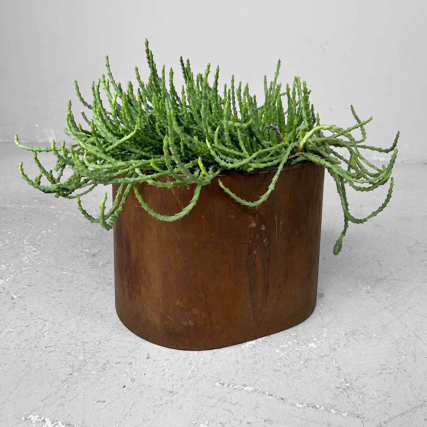 Unieke Houten 'Boomstam' Hibachi 火鉢  Japan, Meiji periode.