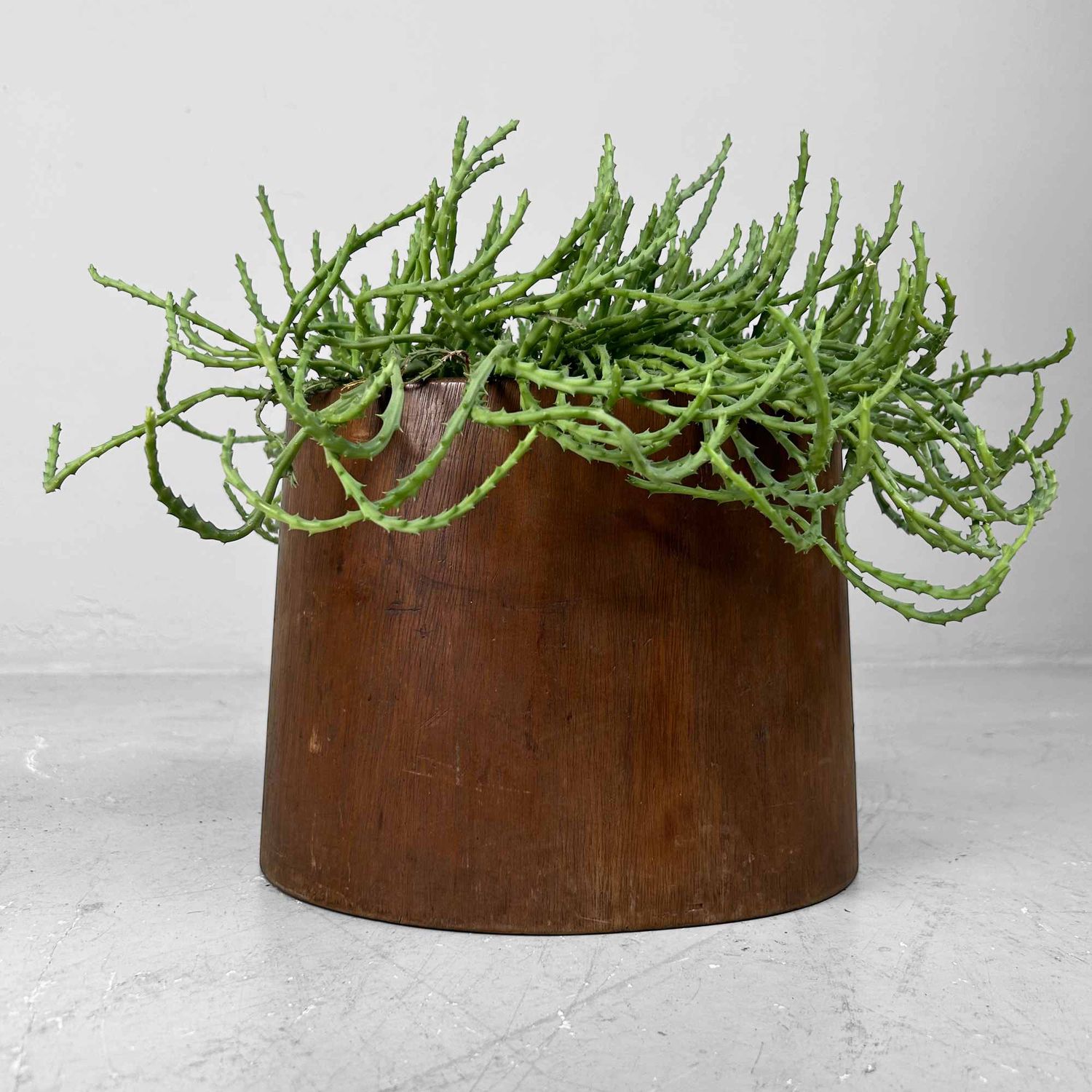 Unieke Houten 'Boomstam' Hibachi 火鉢  Japan, Meiji periode.
