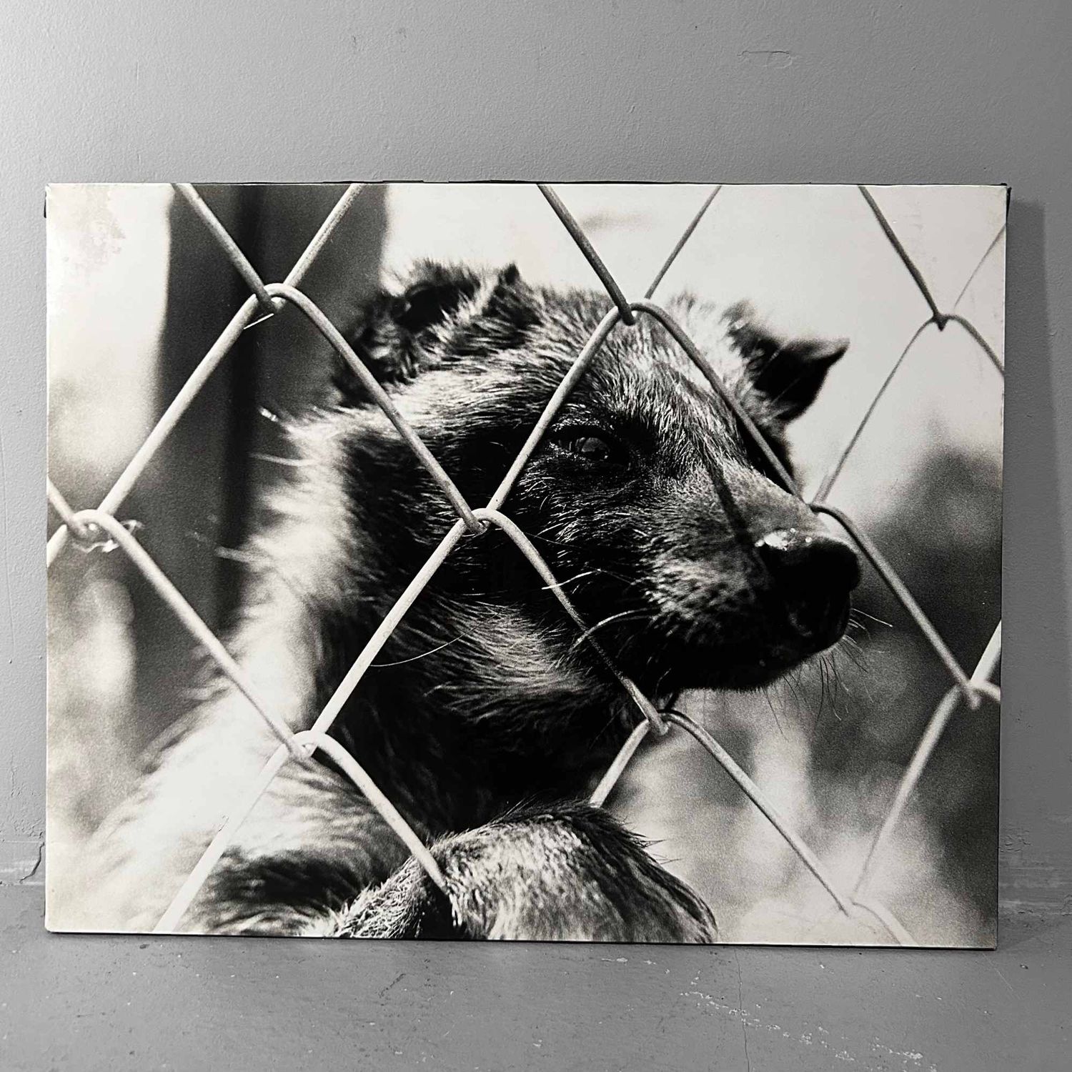Unieke Zwart-Wit Foto, 'Japanse Wasbeerhond', Jaren '80.