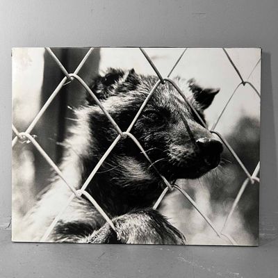 Unieke Zwart-Wit Foto, 'Japanse Wasbeerhond', Jaren '80.