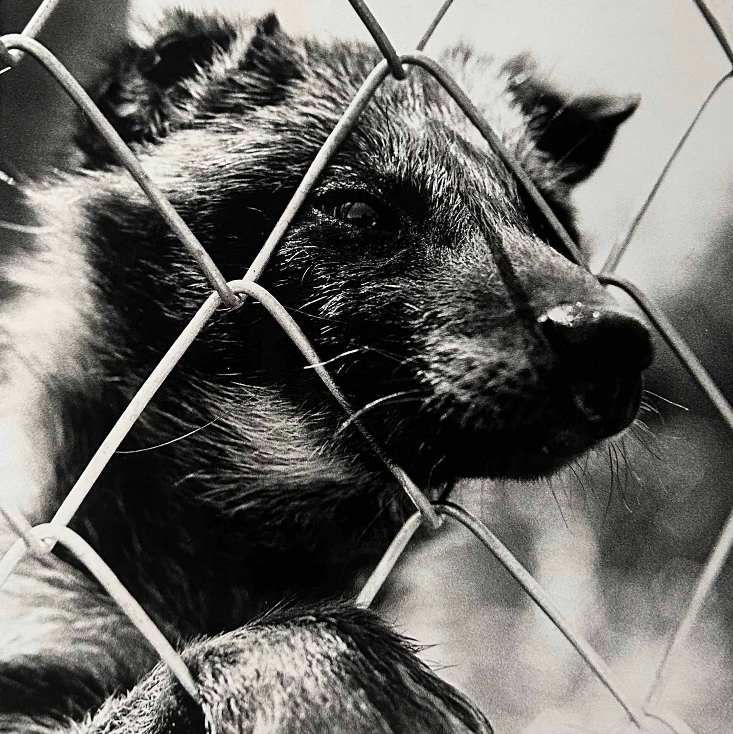 Unieke Zwart-Wit Foto, 'Japanse Wasbeerhond', Jaren '80.