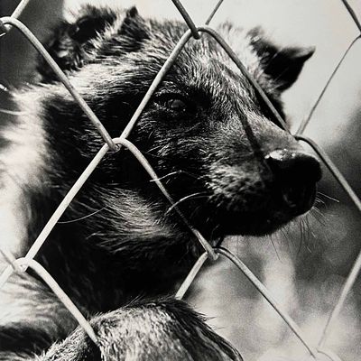 ​Unique Black-and-White Photograph, 'Japanese Raccoon Dog', 1980s.