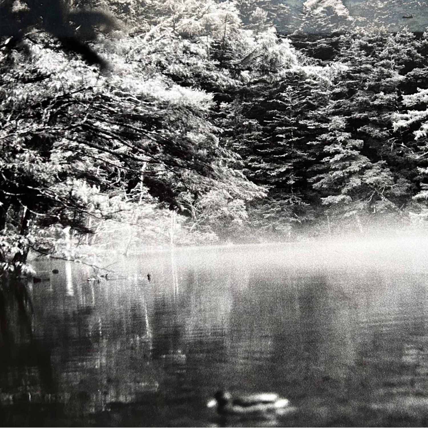Zwart-Wit Foto, 'Japans Boslandschap', Muurdecoratie, jaren '80.