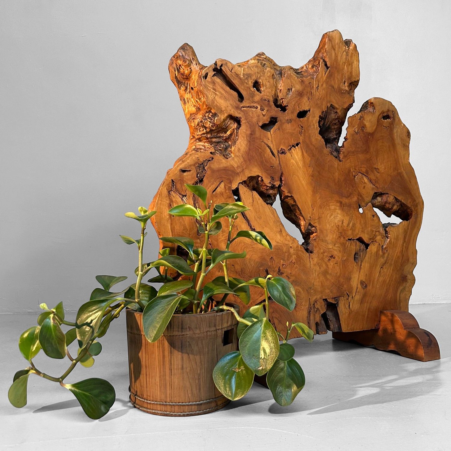 Japanse Boomstam Decoratie, Meiji-periode – Keyaki-hout.