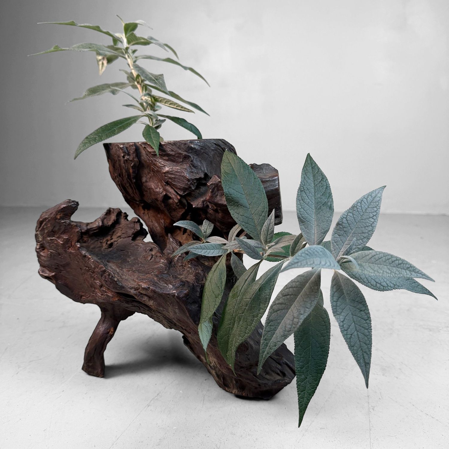 Antique Japanese Root Wood Ikebana Display, 1900s