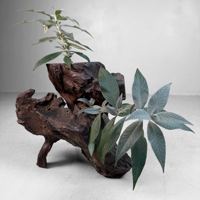 Antieke Japanse Wortelhout Ikebana Display, 1900s