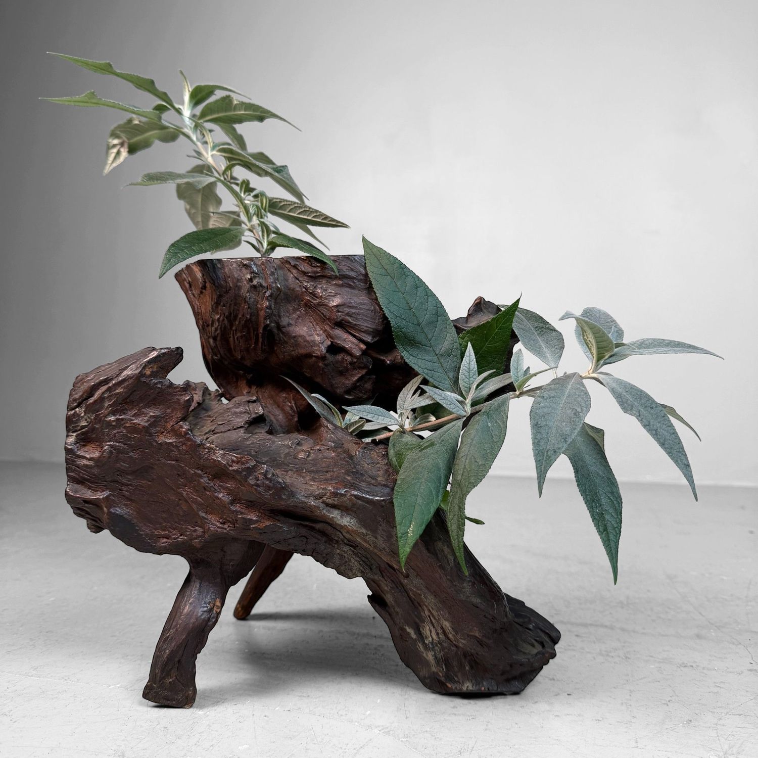 Antieke Japanse Wortelhout Ikebana Display, 1900s