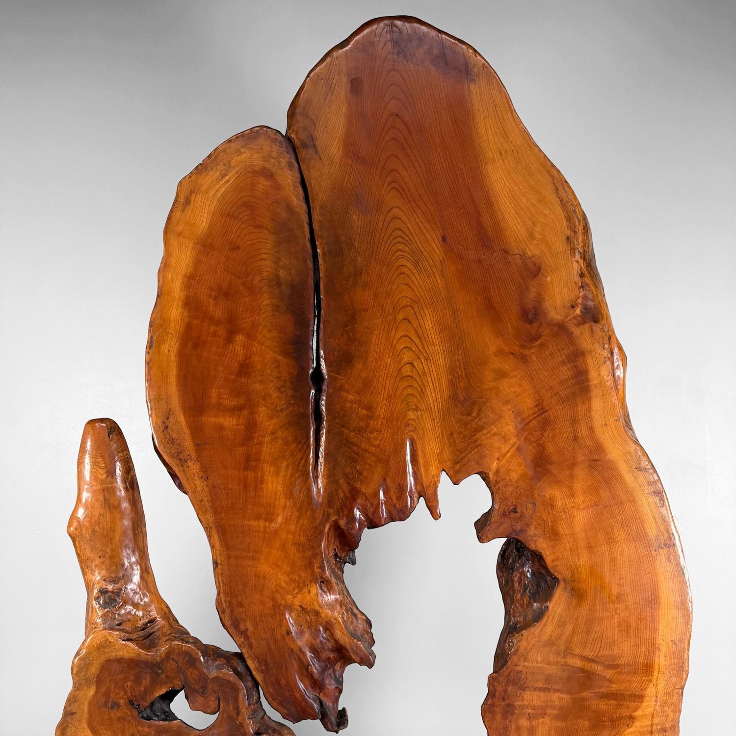 Monumental Japanese Root Wood Sculpture, Display Object, 1950s
