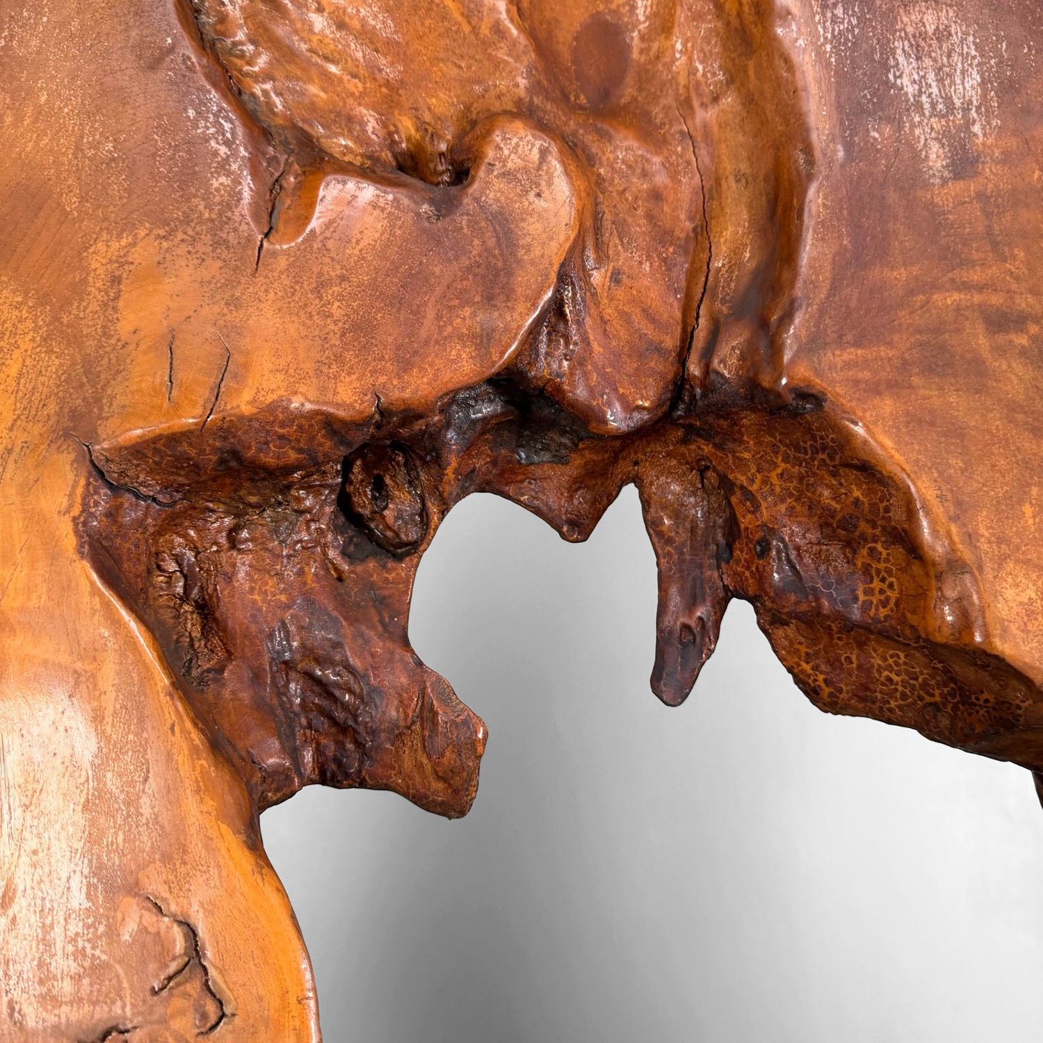 Monumental Japanese Root Wood Sculpture, Display Object, 1950s