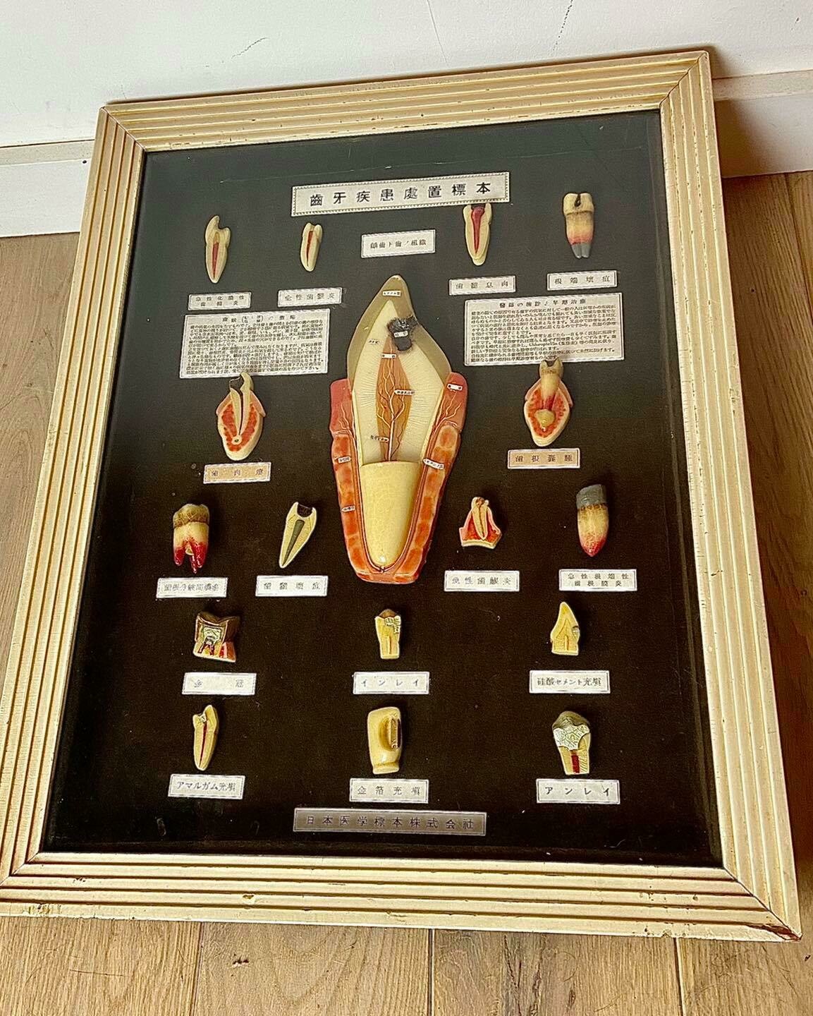 Japanese Dental Teaching Display with Anatomical Models, ca. 1920–1930