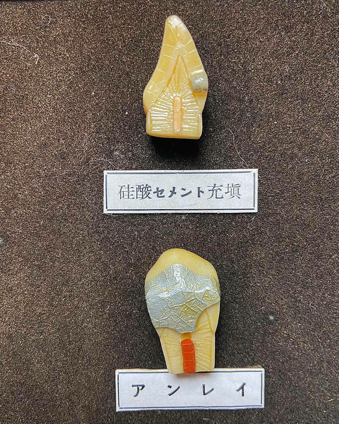 Japanese Dental Teaching Display with Anatomical Models, ca. 1920–1930
