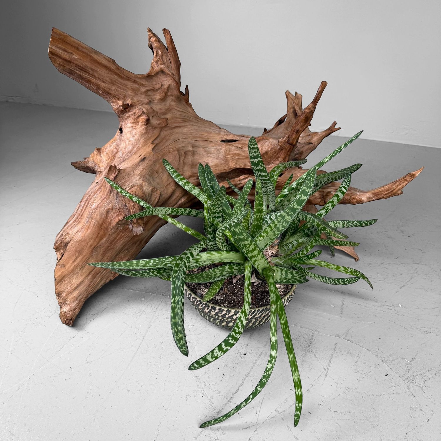 Japanese Koboku Root Wood Sculpture / Ikebana Object, 1960s