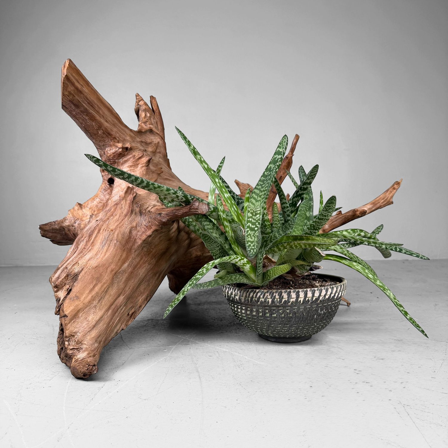Japanse Koboku Wortelhout Sculptuur / Ikebana Object, 1960s