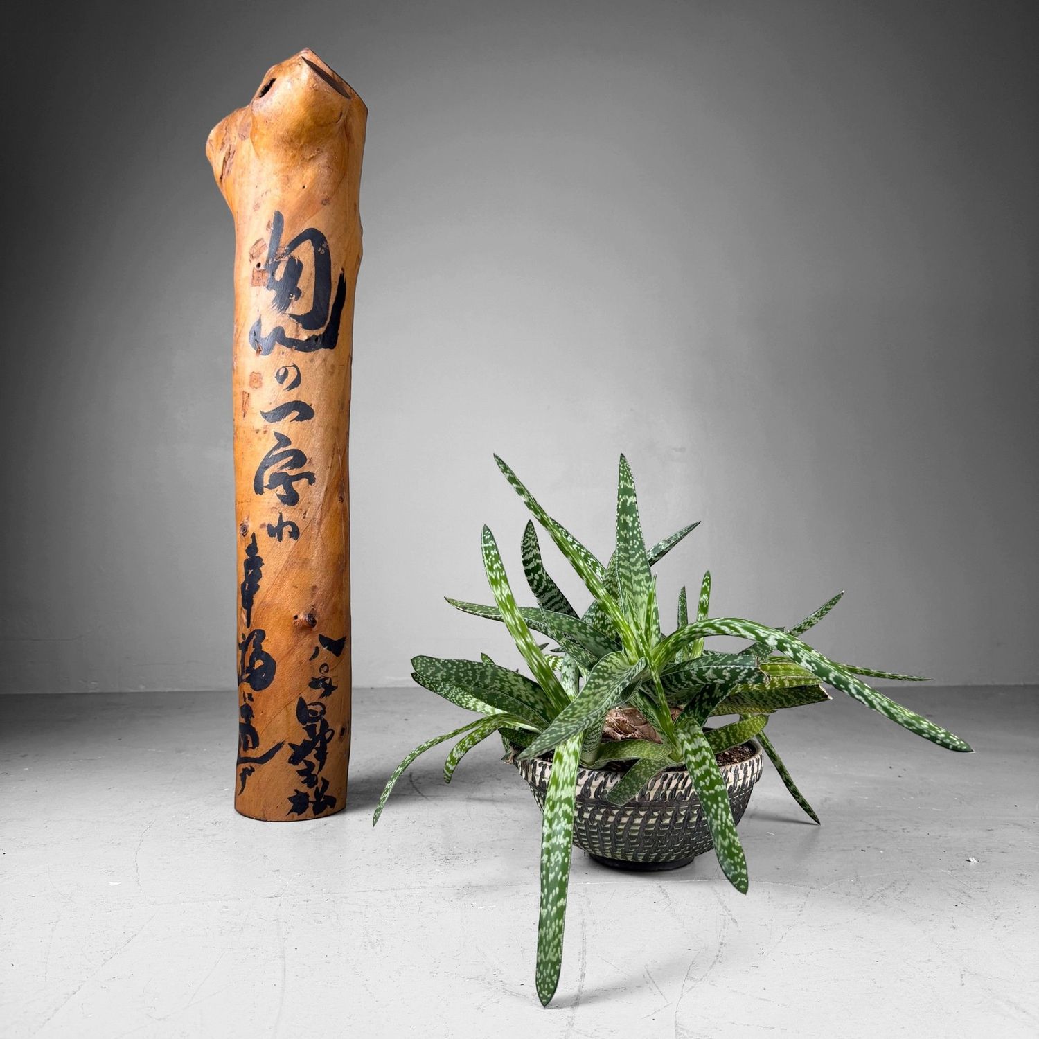 Japanse Koboku Hanaire Boomstam / Wabi-Sabi Ikebana Object, 1960s