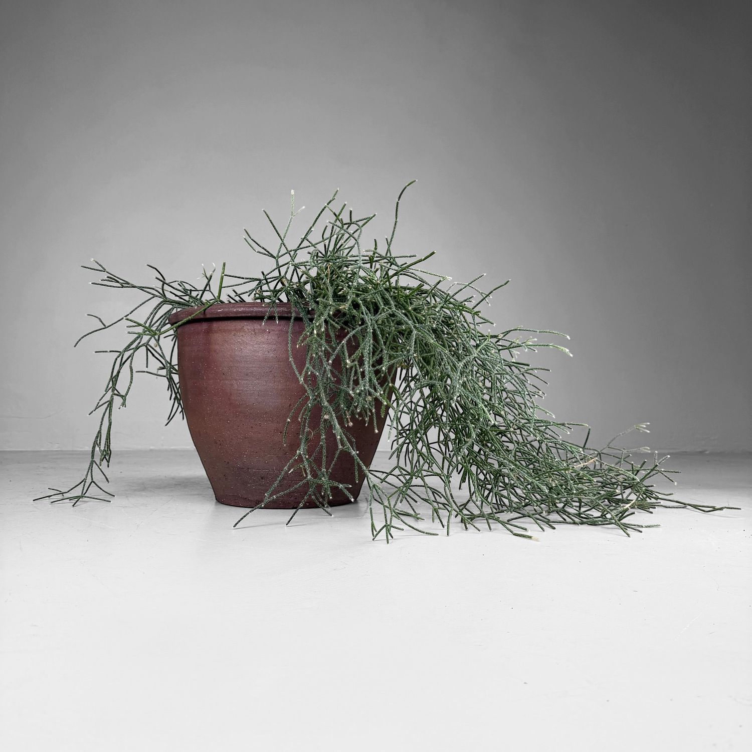 ​Japanse Aardewerken Planter / Decoratieve Pot, 1960s