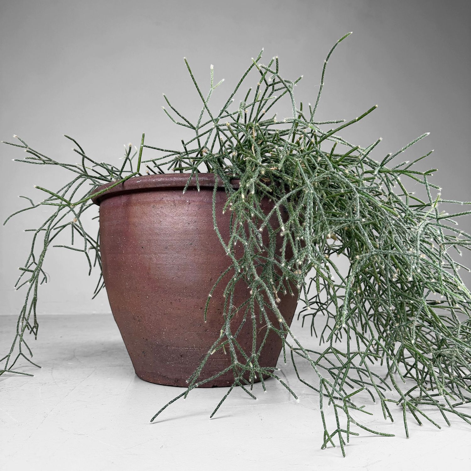 Japanese Earthenware Planter / Decorative Pot, 1960s