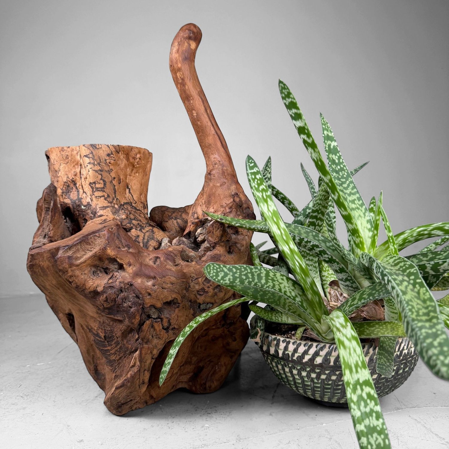 Japanese Koboku Root Wood Sculpture / Ikebana Object, 1960s