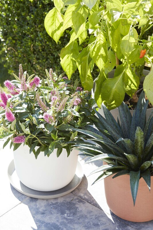 POINT VIRGULE PLANTENSCHOTEL - GERECYCLED PLASTIC, HOUT- EN STEENPOEDER WIT Ø 15CM H 2CM