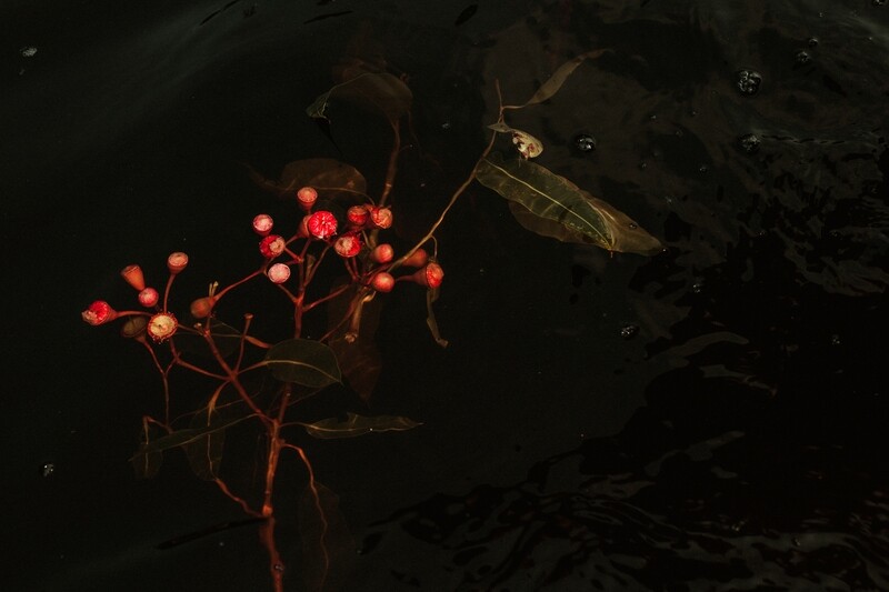 Floating Ficifolia