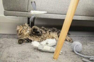 Jouet Chaton Beeztees Lapin Krinkel