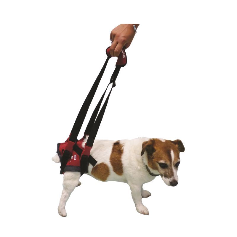 Handy Canis