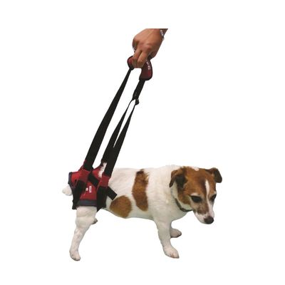Handy Canis Handy Canis