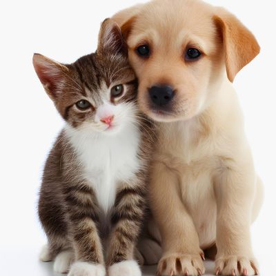 10% Korting op puppy- en kittenvoer