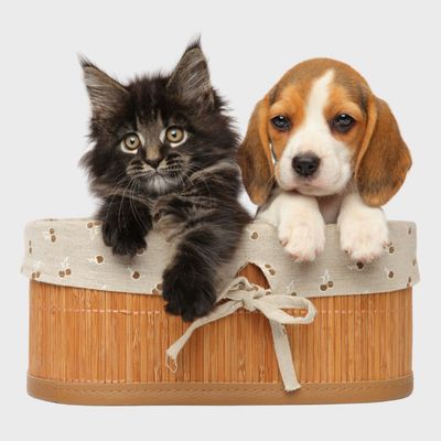 5% korting op selectie supplementen voor pups en kittens