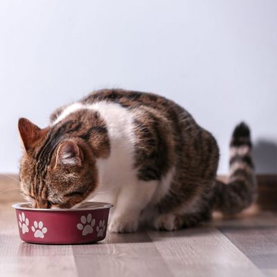 25% korting op selectie Hill's natvoer voor de kat