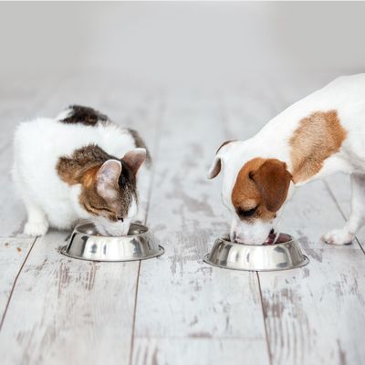 15% korting op Royal Canin droogvoeding