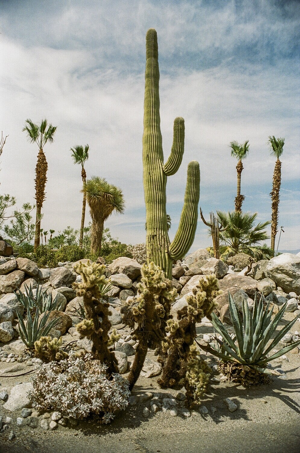 CACTUS - PALM SPRING | USA