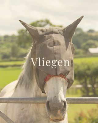 Vliegen