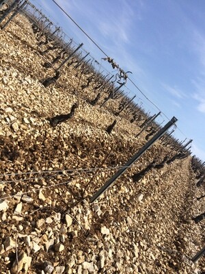 Chablis