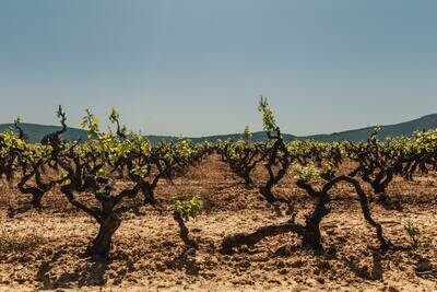 Languedoc-Roussillon