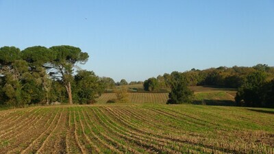 Sud-Ouest - Armagnac