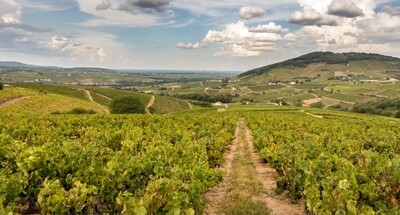 Beaujolais