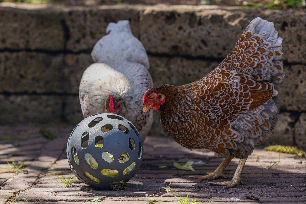 Beeztees Kippen Snackbal