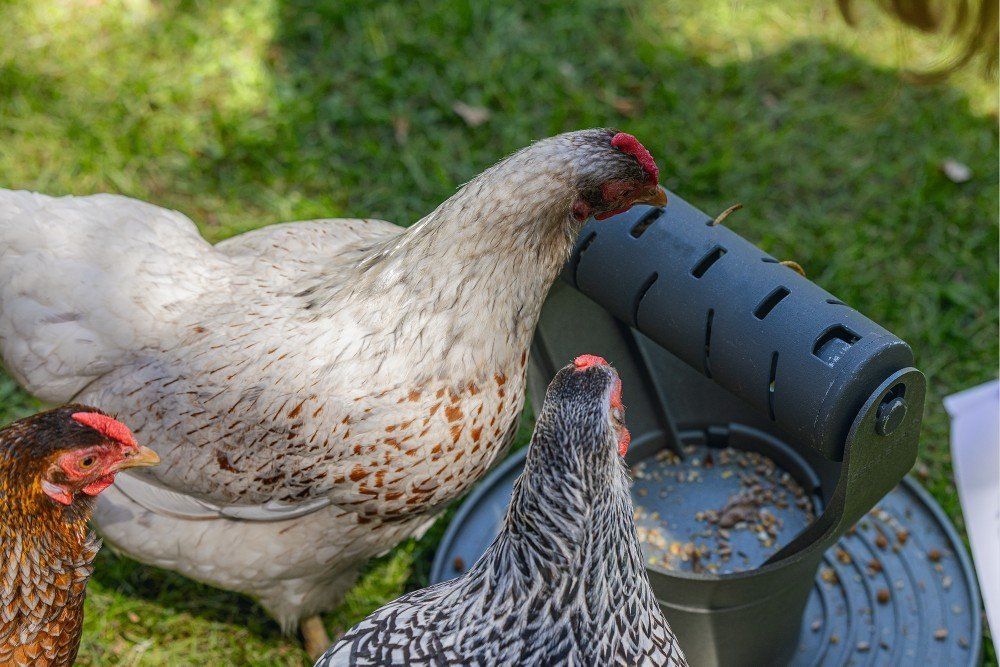 Beeztees Speel en Snacktoren Beeztees Speel en Snacktoren