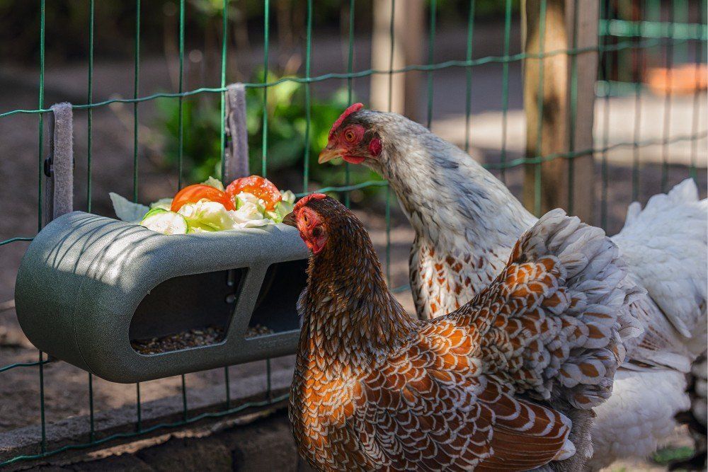 Beeztees kippenvoerbak