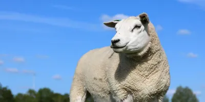 Schapen