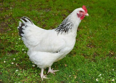 Sussex legkip