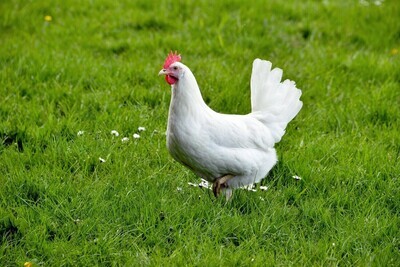 Witte leghorn
