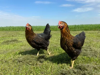 Zwarte legkippen