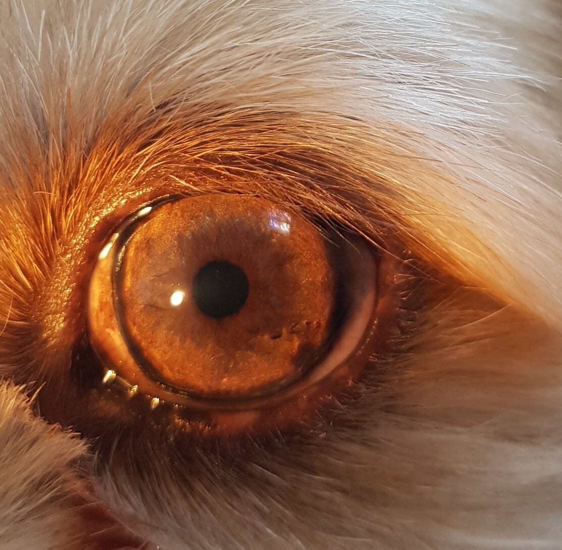 ​Etude iridologique de votre animal