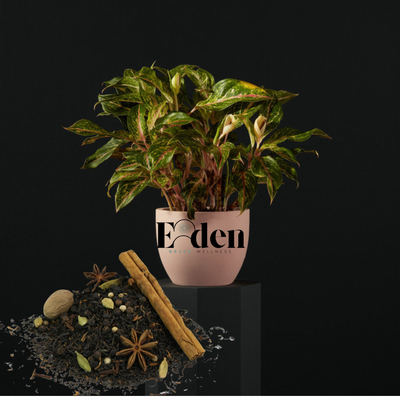 Eden Green Farms Tea | Ashwaghanda Root &amp; Elderberry Tea