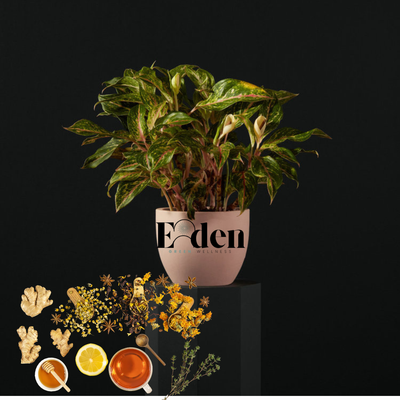 Eden Green Tea | Camomile | Ginger Root | Nettle Leaf Tea